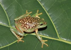 203-Litoria splendida